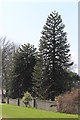 Two Monkey Puzzle Trees