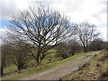 SN9309 : Track and trees near Penderyn by Gareth James