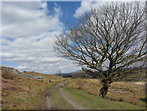 SN9309 : Track and tree near Penderyn by Gareth James