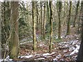 SO4489 : Castlehill Wood by Richard Webb