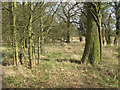 Narrow strip of woodland near Moat Farm