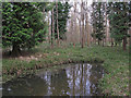 Mixed woodland near pond in Broaks Wood