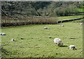 Pasture above Slade Cross