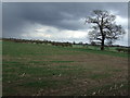 Farmland, Old Hall Farm