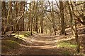 TL1847 : Woodland path by Richard Croft
