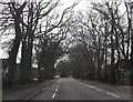 Tree lined Rownhams Lane