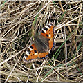 Small Tortoiseshell (Aglais urticae)