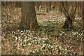 TL4435 : Wood Anemones,  Oldfield Grove by Rob Noble