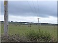 Sheep and line of electricity poles