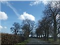 Trees by the B4228 near Coldharbour