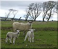 Ewe and lambs in pasture