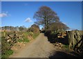 Lane to Upcott Barton