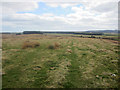NU0831 : Grassland on Belford Moor by Graham Robson