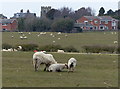 Sheep and pasture near Willoughby Waterleys