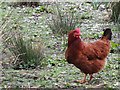 H5487 : A little red hen, Gorticashel Lower by Kenneth  Allen