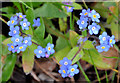 Forget-me-not, Groomsport