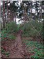 Path through the plantation