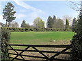 Topiary hedge east of Dean Lane