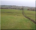 Grazing east of Beckstongate