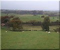 Grazing, Lane Head Farm