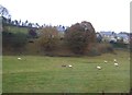 Farmland, Bardon Mill