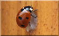 7- Spot ladybird  Coccinella 7-punctata