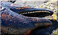 J4792 : Dead dolphin, Whitehead (2) by Albert Bridge