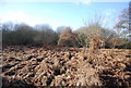 Heathland by the Wey Navigation