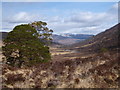 NN0886 : Scots Pines defying the trend in Glen Mallie by Andy Waddington