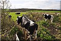 ST2243 : West Somerset : Grassy Field & Cattle by Lewis Clarke