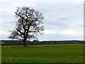 Oak in a field