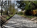 Tree-lined lane near Kimpton Mill