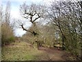 Footpath on the south side of Valley Brook