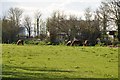 West Somerset : Horses Grazing