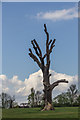 Dead Tree, Grovelands Park, London N21