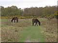 TL8814 : Ponies on Tiptree Heath by Roger Jones