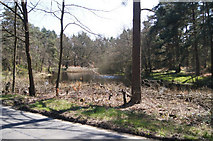 SU6566 : Pond on Wokefield Common by Mr Ignavy