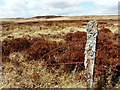 H4994 : Lichen on a post, Glenga by Kenneth  Allen