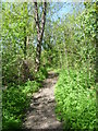 Path leading up from the Hogsmill River