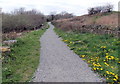 May Day dandelions, Cefn Fforest, Blackwood