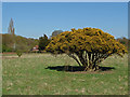 Sculpted gorse bush