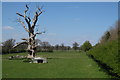 Dead tree in the pasture