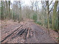 The Cotswold Way at Brockworth Wood