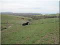 Bull  by  stile  at  Barnby  Tofts  Farm