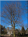 Beech Tree In the grounds of Houston House