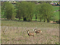 TL9327 : Deer in the field, Fordham by Roger Jones