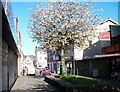 Tree in Blossom in Marcus Square