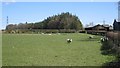 Sheep, Mile End Farm