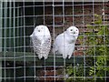 Snowy owls at Thorp Perrow Arboretum