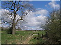 Footpath junction at Red Scar Wood